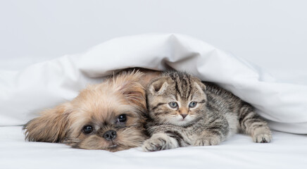 Cute Brussels Griffon puppy hugs tiny kitten under warm blanket on a bed at home
