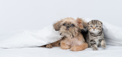 Brussels griffon puppy and tiny kitten lying together under warm blanket on a bed at home and look away and up. Empty space for text
