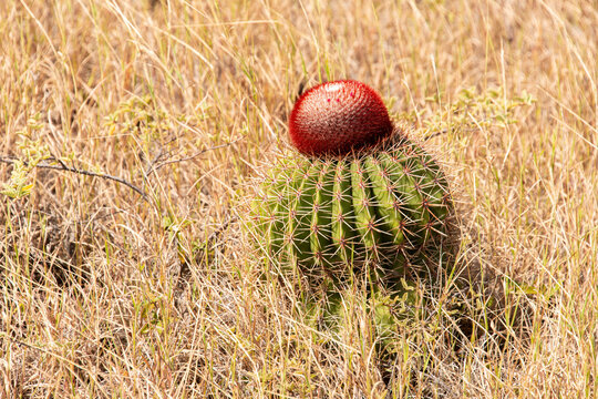 cactus tête à l'anglais, Melocactus intortus, Ilet Pinel, Réserve naturelle de Saint Martin, Ile de Saint Martin, Petites Antilles