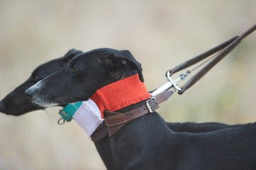 Greyhounds ready to hunt - 489713323
