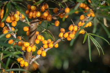 Russia. Kronstadt. September 1, 2019. Bright yellow ripe sea buckthorn berries on bushes.