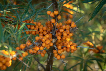 Russia. Kronstadt. September 1, 2019. Bright yellow ripe sea buckthorn berries on bushes.