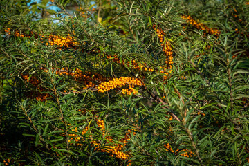 Naklejka na ściany i meble Russia. Kronstadt. September 1, 2019. Bright yellow ripe sea buckthorn berries on bushes.