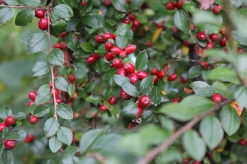 red berries on a bush