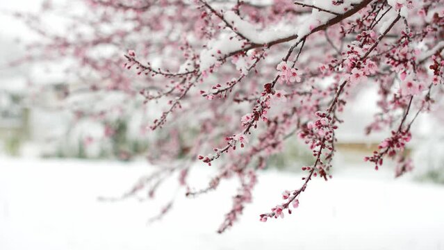 Flowering cherry tree covered with snow in a park or garden while it snows. Change climate, global warming.