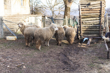 Domestic sheep and goats standing in the yard
