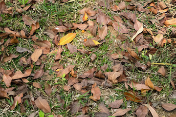 Colorful autumn fallen leaves on brown forest soil / grass background. Selective focus.
