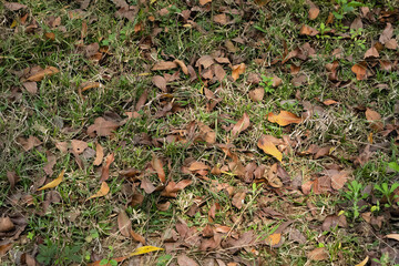 Colorful autumn fallen leaves on brown forest soil / grass background. Selective focus.