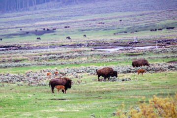 Bison (Bison bison) at Lamar Valley in Yellowstone National Park in May