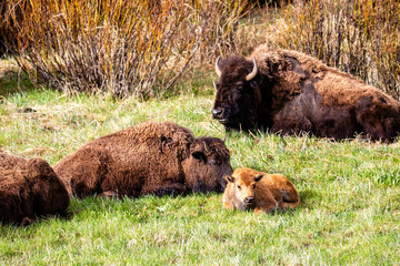 Bison (Bison bison) resting in Lamar Valley at Yellowstone National Park in May