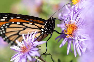 monarch butterfly on Symphyotrichum novi-belgii flower close up