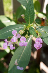 impatiens glandulifera or Himalayan balsam growing in the park
