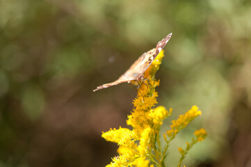 butterfly on goldenrod wildflowers