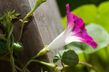 Obraz premium Morning glory and wooden post
