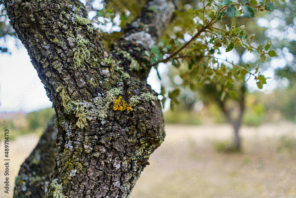 Wall mural oak trunk of old tree with rough and wild texture.