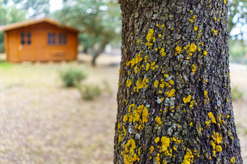Fototapeta premium Oak tree trunk with rough texture and wooden country house in the background.