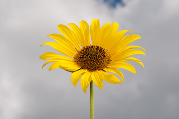 yellow sunflower in the clouds