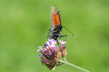 monarch butterfly on a verbena flower - green bokeh background