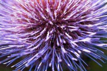 Fototapeta premium close up of an artichoke flower