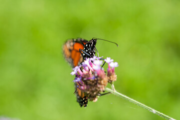 monarch butterfly on a flower - front view