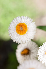 Fototapeta premium Xerochrysum blossoms up close
