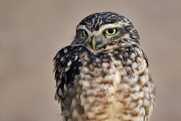 Close-up of a Little owl (Athene noctua) isolated on clean background.