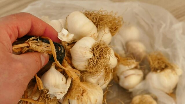 a bunch of dried garlic - lots of dried garlic heads,close-up dried garlic in a bunch,