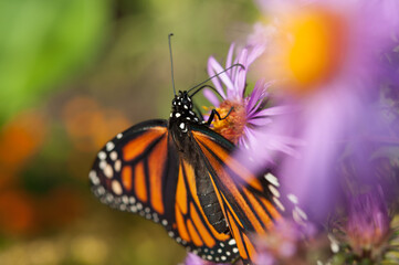 monarch butterfly on a new york aster flower