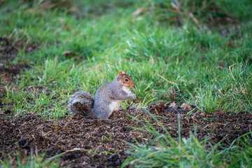 a grey squirrel (Sciurus carolinensis) searching out seeds and nuts, ground feeding