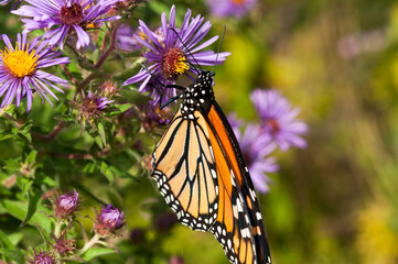 Fototapeta na wymiar Danaus plexippus or Monarch butterfly clinging to a new york aster blossom