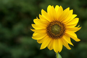 sunflower or Helianthus head isolated on a green background with blank space