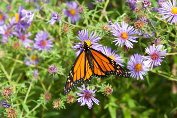 Danaus plexippus or Monarch butterfly on a flowering bush