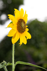 Helianthus (sunflower) on a green and gray bokeh background design