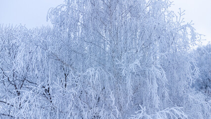 trees after freezing rain