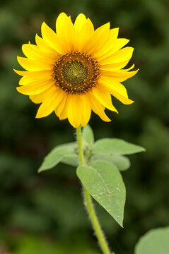 sunflower (Helianthus) on a green bokeh background 