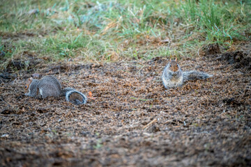 two grey squirrels (Sciurus carolinensis) searching out seeds and nuts, ground feeding