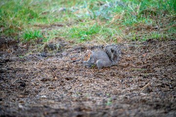 Naklejka na ściany i meble a grey squirrel (Sciurus carolinensis) searching out seeds and nuts, ground feeding