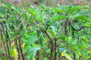 Datura Angel’s Trumpet is growing in garden. Fruit of Datura in with blurred effect background....