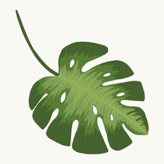 Monstera leaf. Tropical isolated vector drawing hand