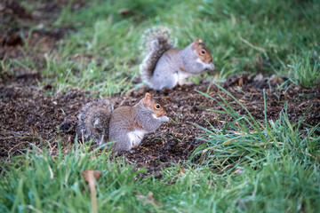 Naklejka na ściany i meble two grey squirrels (Sciurus carolinensis) searching out seeds and nuts, ground feeding