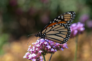 Danaus plexippus or Monarch butterfly on verbena blossom