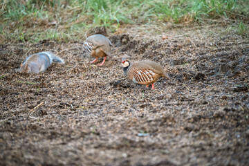 red-legged partridge (Alectoris rufa) birds ground feeding alongside grey squirrels (Sciurus carolinensis)