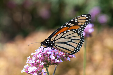 Danaus plexippus or Monarch butterfly close up on a verbena blossom