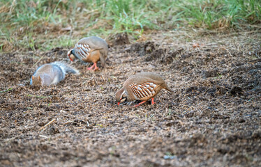 red-legged partridge (Alectoris rufa) birds ground feeding alongside grey squirrels (Sciurus carolinensis)