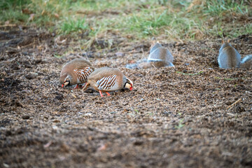 red-legged partridge (Alectoris rufa) birds ground feeding alongside grey squirrels (Sciurus carolinensis)