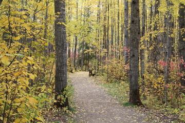Obraz premium autumn in the forest
