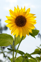 Helianthus or sunflower blossom backlit by the sun
