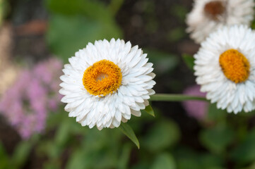 Obraz premium white Xerochrysum (also Bracteantha) known strawflower on a bokeh background