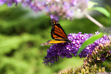 Danaus plexippus or Monarch butterfly on a Buddleja davidii flower