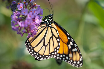 Danaus plexippus or Monarch butterfly in sunlight on Buddleja davidii